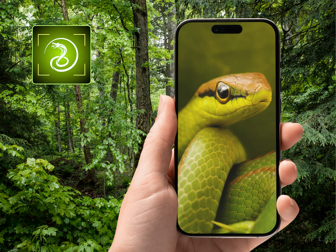 SnakeSnap app interface showing snake identification and species information